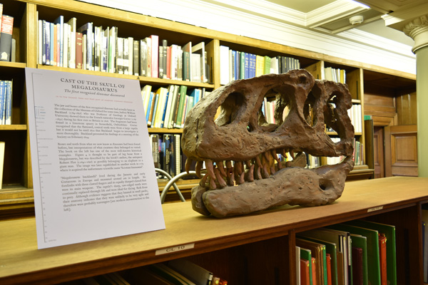 Cast of the skull of a Megalosaurus, the first recognised dinosaur, discovered by William Buckland in 1824